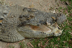 0817 Wildlife Habitat Port Douglas